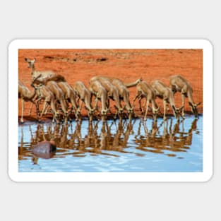 Impala at the Watering Hole Sticker